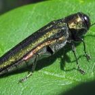emeraldashborer_jlucier.jpg