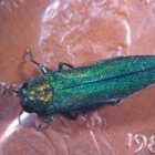 emeraldashborer_sk_051911.jpg