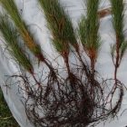 esager_roots_for_cms.jpg