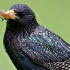 european_starling_antje_schulte_340_2.jpg