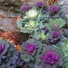 fall_garden_gemma_grace.jpg