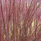 fall_garden_photo.jpg