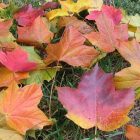 fall_lawn_600.jpg