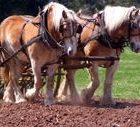 farmbedded3.jpg