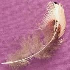 feather2.jpg