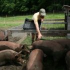 feed_pigs_small_jane.jpg