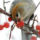 female_pine_grosbeak_300x400.jpg
