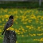 fence_robin.jpg