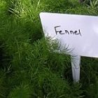 fennel_150.jpg