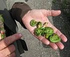 fiddlehead1.jpg