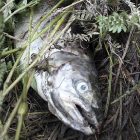 fish_122211_story_about_didymo_ap110831083156.jpg