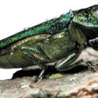 flickr_usdagov_emeraldashborer_2013.jpg