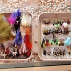 flies_0523_1.jpg