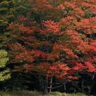 foliage_2.jpg