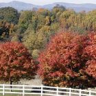foliage_2010_toby_ap101014016733.jpg