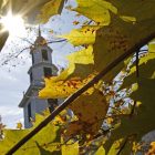 foliage_3.jpg
