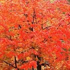 foliage_600.jpg