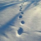 footprints_2.jpg