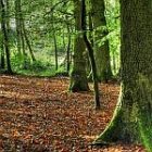 forest.jpg