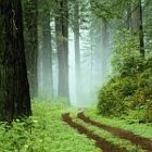 forest_150_5.jpg