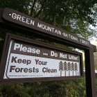 forest_2.jpg