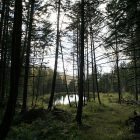 forest_600.jpg