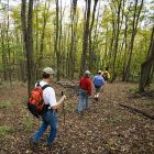 forest_600_2.jpg