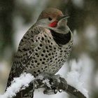 freezingbirdfeet2.jpg