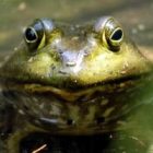 frogweb2.jpg