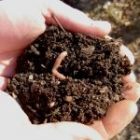 garden_hands_2.jpg