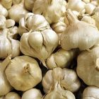 garlic_340x255.jpg