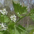 garlic_mustard_250.jpg