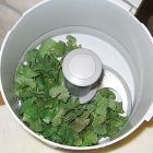 garlic_mustard_340x255.jpg