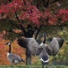 geese.jpg