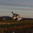 geese_300.jpg