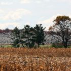 geese_in_flight_600x450.jpg