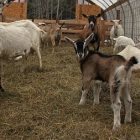 goatfarm_300.jpg