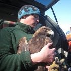 golden_eagle_2.jpg