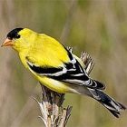 goldfinch.jpg