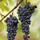 grape_photo.jpg