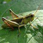 grasshopper.jpg