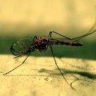 gravitywave_mosquito.jpg
