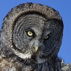 great_grey_owl.jpg