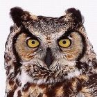great_horned_owl_guy_lichter.jpg
