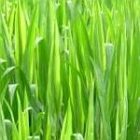 greengrass_150.jpg