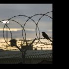 guantanamo.jpg