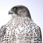 gyrfalcon.jpg