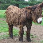 hamiltonbreed_300.jpg