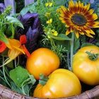 harvest_basket_340x255.jpg