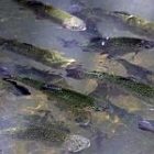 hatchery_2.jpg